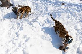 CANADA-TORONTO-ZOO-LUNAR NEW YEAR-CELEBRATION