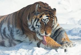 CANADA-TORONTO-ZOO-LUNAR NEW YEAR-CELEBRATION