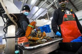 U.S.-MAINE-LOBSTER INDUSTRY-CHINESE MARKET
