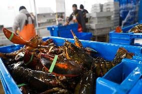 U.S.-MAINE-LOBSTER INDUSTRY-CHINESE MARKET