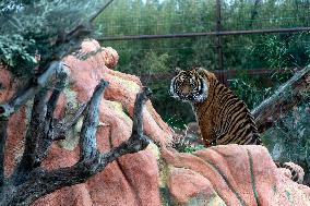 GREECE-ATHENS-ZOOLOGICAL PARK-TIGER