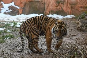 GREECE-ATHENS-ZOOLOGICAL PARK-TIGER