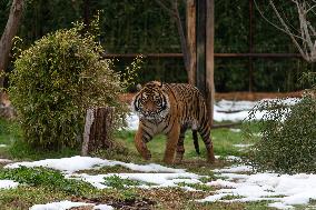 GREECE-ATHENS-ZOOLOGICAL PARK-TIGER