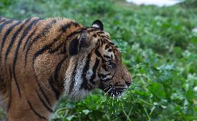 GREECE-ATHENS-ZOOLOGICAL PARK-TIGER