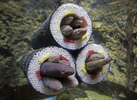 Conger eels at northeastern Japan aquarium