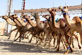 (SP)KUWAIT-AHMADI GOVERNORATE-INTERNATIONAL CAMEL RACING CHAMPIONSHIP