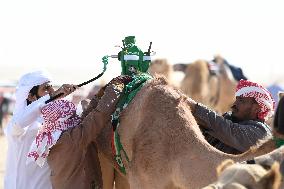 (SP)KUWAIT-AHMADI GOVERNORATE-INTERNATIONAL CAMEL RACING CHAMPIONSHIP