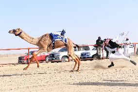 (SP)KUWAIT-AHMADI GOVERNORATE-INTERNATIONAL CAMEL RACING CHAMPIONSHIP