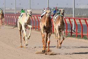 (SP)KUWAIT-AHMADI GOVERNORATE-INTERNATIONAL CAMEL RACING CHAMPIONSHIP