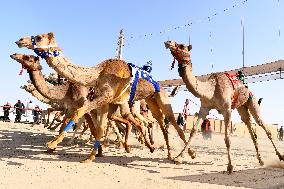 (SP)KUWAIT-AHMADI GOVERNORATE-INTERNATIONAL CAMEL RACING CHAMPIONSHIP