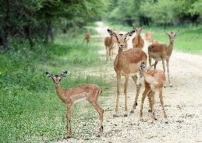 BOTSWANA-WILDLIFE-PROTECTION