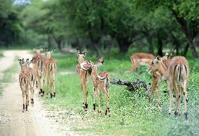 BOTSWANA-WILDLIFE-PROTECTION