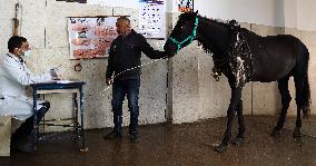 EGYPT-ALEXANDRIA-VET HOSPITAL-WORKING ANIMALS-TREATMENT