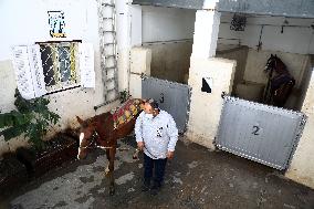 EGYPT-ALEXANDRIA-VET HOSPITAL-WORKING ANIMALS-TREATMENT