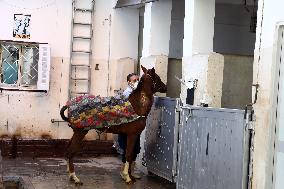 EGYPT-ALEXANDRIA-VET HOSPITAL-WORKING ANIMALS-TREATMENT