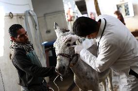 EGYPT-ALEXANDRIA-VET HOSPITAL-WORKING ANIMALS-TREATMENT