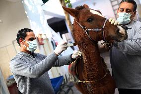 EGYPT-ALEXANDRIA-VET HOSPITAL-WORKING ANIMALS-TREATMENT