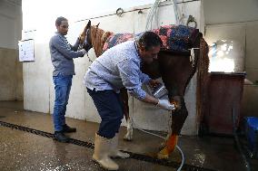 EGYPT-ALEXANDRIA-VET HOSPITAL-WORKING ANIMALS-TREATMENT