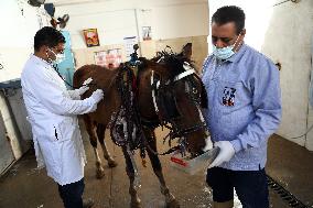 EGYPT-ALEXANDRIA-VET HOSPITAL-WORKING ANIMALS-TREATMENT