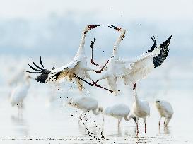 Xinhua Headlines: From Russia to China, a thousands-mile journey of Siberian cranes