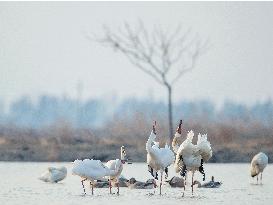Xinhua Headlines: From Russia to China, a thousands-mile journey of Siberian cranes