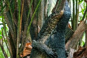 SINGAPORE-BOTANIC GARDENS-LIZARDS