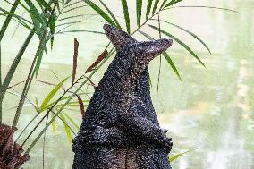 SINGAPORE-BOTANIC GARDENS-LIZARDS