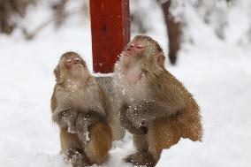 #CHINA-HUNAN-SNOW-MACAQUES (CN)