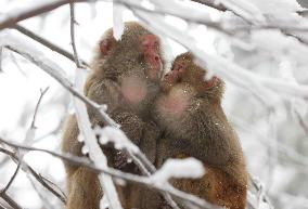 #CHINA-HUNAN-SNOW-MACAQUES (CN)