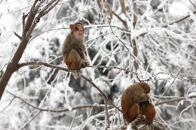 #CHINA-HUNAN-SNOW-MACAQUES (CN)