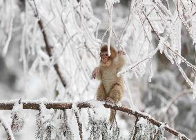 #CHINA-HUNAN-SNOW-MACAQUES (CN)