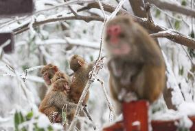 #CHINA-HUNAN-SNOW-MACAQUES (CN)