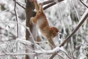 #CHINA-HUNAN-SNOW-MACAQUES (CN)