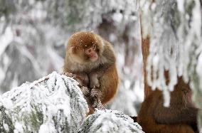 #CHINA-HUNAN-SNOW-MACAQUES (CN)