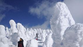 Frost-covered trees at ski resort in Japan