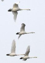 Tundra swan migration