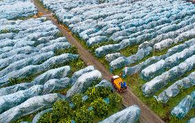 #CHINA-SPRING-FARMING (CN)