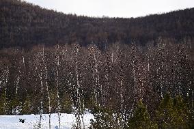 (BEIJING2022)CHINA-ZHANGJIAKOU-OLYMPIC WINTER GAMES-CROSS-COUNTRY SKIING-WOMEN'S 4X5KM RELAY (CN)