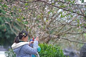 CHINA-GUANGXI-NANNING-PLUM BLOSSOM (CN)