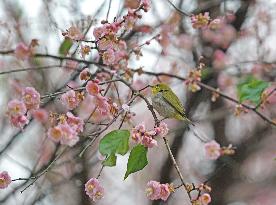 CHINA-GUANGXI-NANNING-PLUM BLOSSOM (CN)