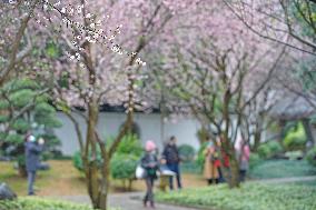 CHINA-GUANGXI-NANNING-PLUM BLOSSOM (CN)