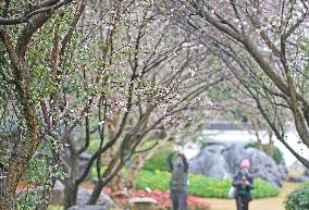 CHINA-GUANGXI-NANNING-PLUM BLOSSOM (CN)