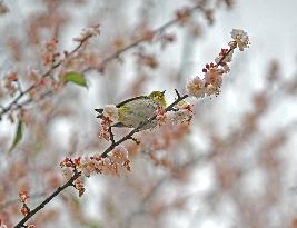 CHINA-GUANGXI-NANNING-PLUM BLOSSOM (CN)