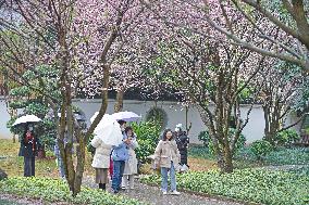 CHINA-GUANGXI-NANNING-PLUM BLOSSOM (CN)