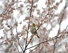 CHINA-GUANGXI-NANNING-PLUM BLOSSOM (CN)