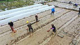 CHINA-GUANGXI-QINZHOU-SPRING FARMING (CN)