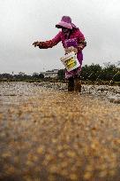 CHINA-GUANGXI-QINZHOU-SPRING FARMING (CN)