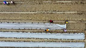 CHINA-GUANGXI-QINZHOU-SPRING FARMING (CN)