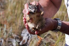 AUSTRALIA-RARE SPECIES-RELOCATION