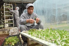CHINA-HEBEI-HYDROPONIC FARMING (CN)